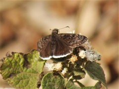 Erynnis tristis tatius