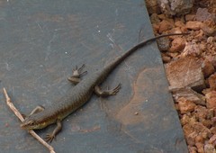 Trachylepis thomensis