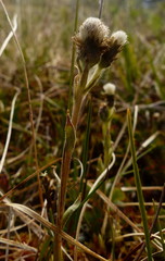 Antennaria monocephala