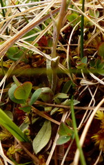 Antennaria monocephala