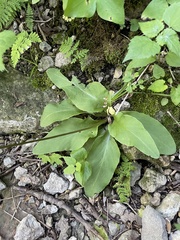 Primula fassettii
