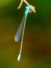 Enallagma exsulans