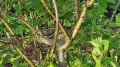 Passer domesticus