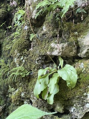 Primula fassettii