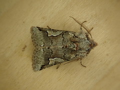 Stretchia plusiaeformis