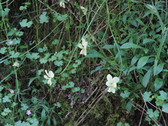 Viola etrusca