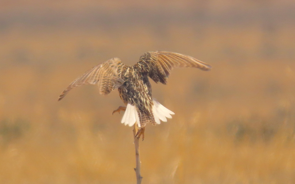 Chihuahuan Meadowlark