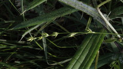 Carex divulsa divulsa