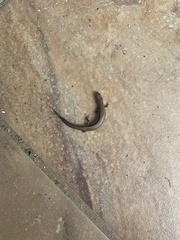 Scincella lateralis