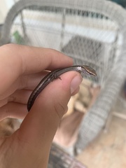 Scincella lateralis