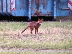 Vulpes vulpes