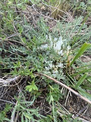 Astragalus galactites