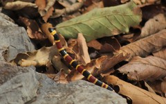 Pliocercus elapoides