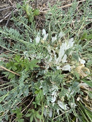 Astragalus galactites