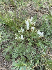 Astragalus galactites