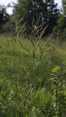 Bromus erectus