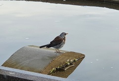 Turdus pilaris
