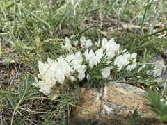 Astragalus galactites