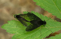 Chrysopilus velutinus