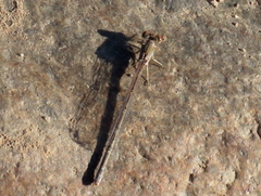 Pseudagrion vaalense