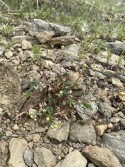 Potentilla leucophylla