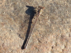 Pseudagrion vaalense