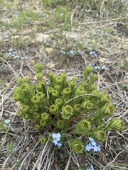 Stellera chamaejasme