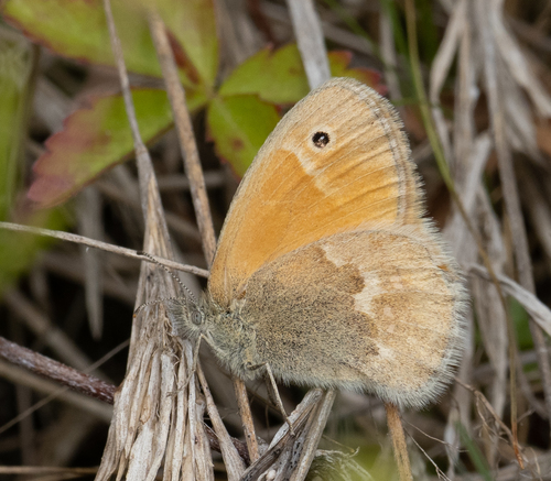 Common Ringlet, Lucas County, OH, USA, photo 9 of 10