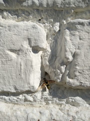 Ancistrocerus gazella