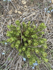 Stellera chamaejasme