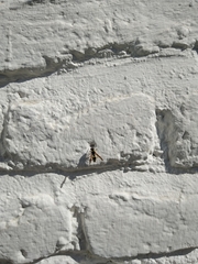 Ancistrocerus gazella