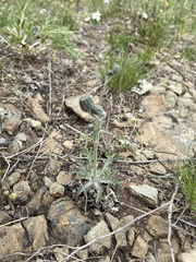 Crepis crocea