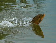 Cyprinus carpio carpio