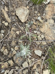 Crepis crocea