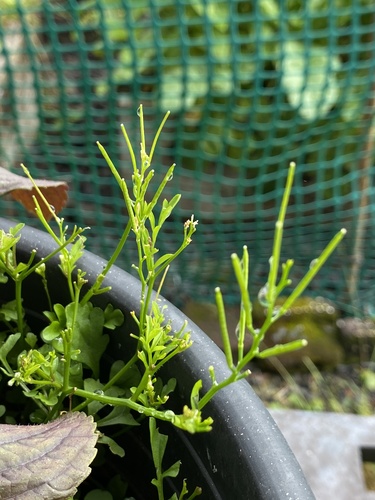 Cardamine occulta observed 2021-05-31
