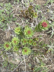 Stellera chamaejasme