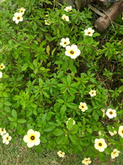 Turnera subulata