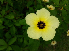Turnera subulata