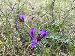 Oxytropis mixotriche