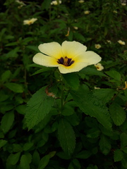Turnera subulata