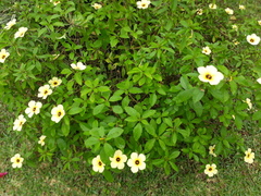 Turnera subulata