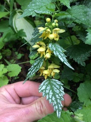 Lamium galeobdolon flavidum