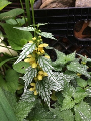 Lamium galeobdolon flavidum