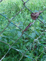 Anolis cristatellus cristatellus