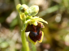 Ophrys insectifera aymoninii