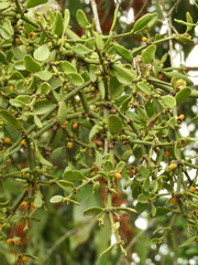 Viscum tuberculatum