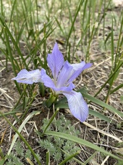 Iris lactea