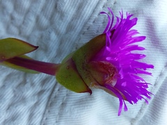 Erepsia forficata