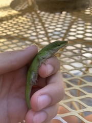 Anolis carolinensis
