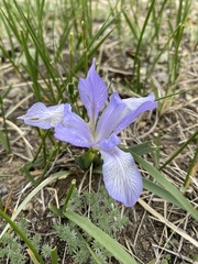 Iris lactea